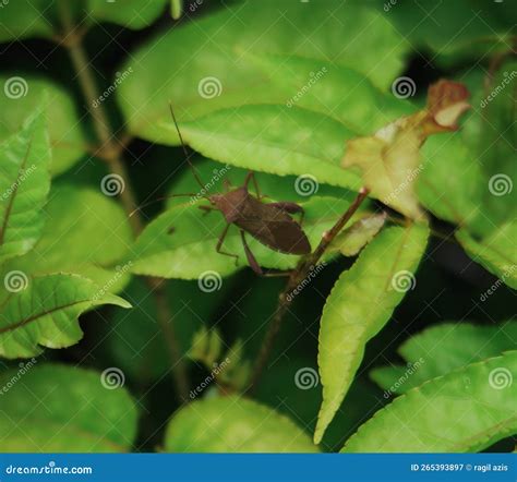 Bug on Leaf, Acanthocephala is a New World Genus of True Bugs in the ...