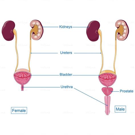 Urinary tract vector | Urinary tract, Excretory system, Human anatomy ...