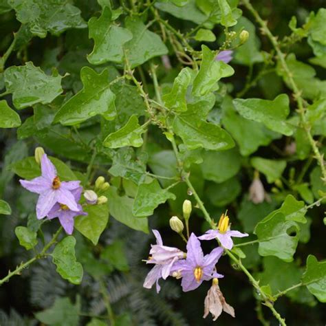 Iyyarkai Nursery Garden