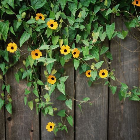 Black-Eyed Susan Vine: Care and Growing Guide