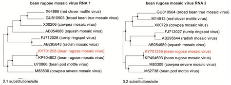 Double-Stranded RNA High-Throughput Sequencing Reveals a New ...