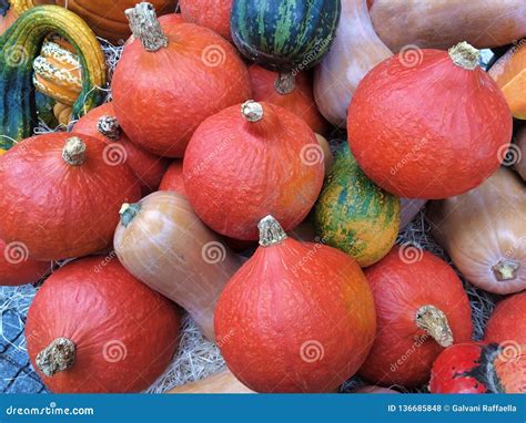Group of Different Varieties of Pumpkins Stock Photo - Image of ...
