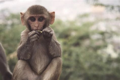 What is the Plural of Monkey? | The Word Counter