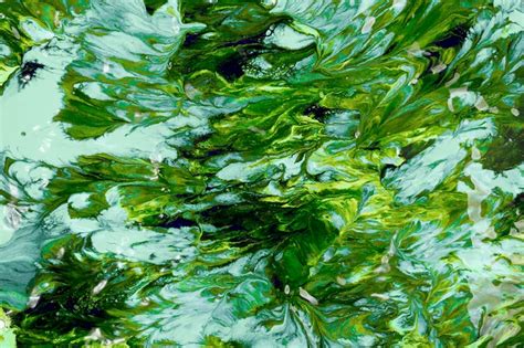 Fotos de Algas - Baixe fotos grátis de alta qualidade | Freepik