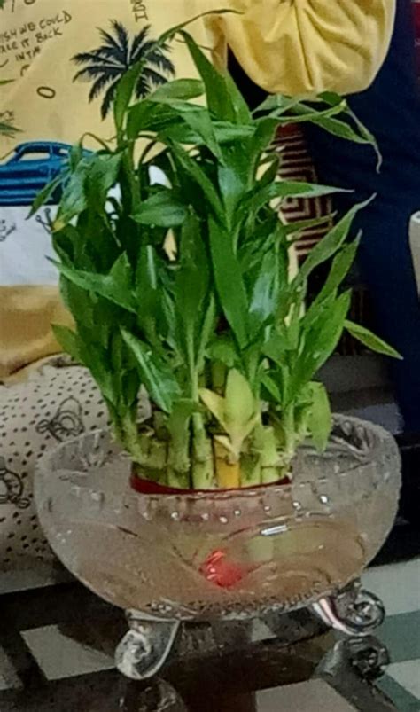 3 Layered Lucky Bamboo Plant for Good fortune and Positive vibes – Ugaoo