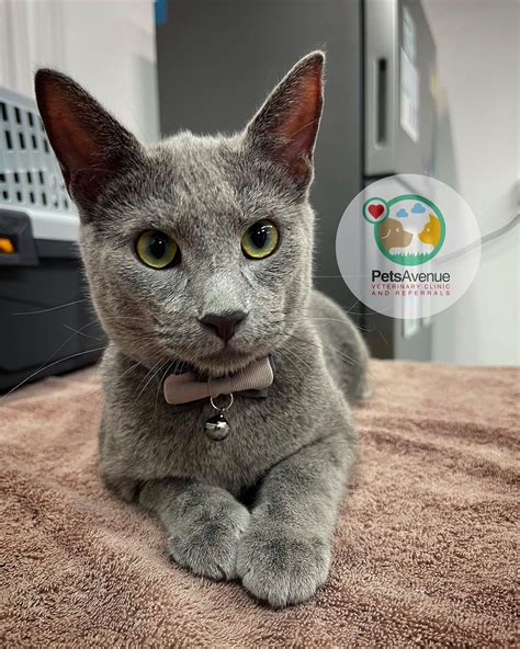 Pets Avenue Veterinary Clinic and Referrals (@pavcar.vets) • Instagram ...