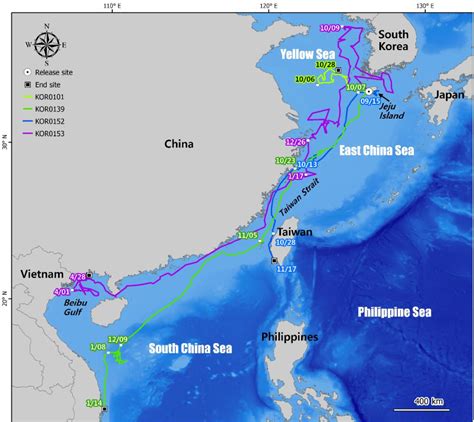 Loggerhead Turtle Migration Patterns 的图像结果