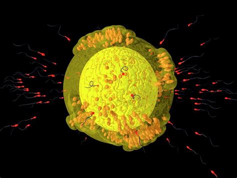 Image result for fertilisation