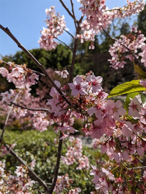 [Pixel 7 Pro] San Diego Balboa Park (Japanese Friendship Garden) : r ...