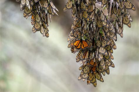 Monarch Butterfly Migration 2025