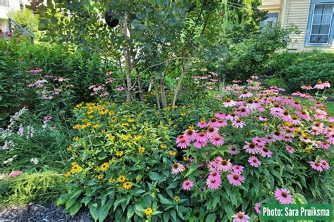 Native Plant Landscape Design 的图像结果
