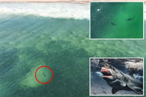 Sharks spotted 100 feet from shore in NY