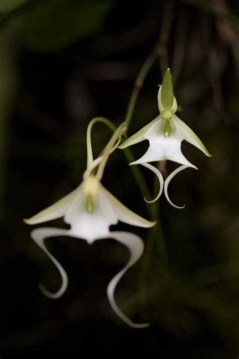 Florida’s rare ghost orchids are getting cut off from water | National Geographic