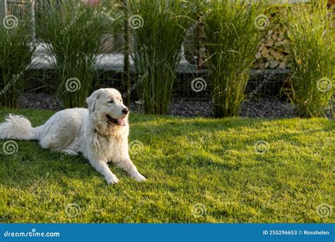 Dog on Green Lawn at Backyard of House Stock Image - Image of outdoor ...