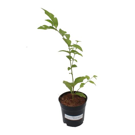 Mysore Plant – Indian Gardens