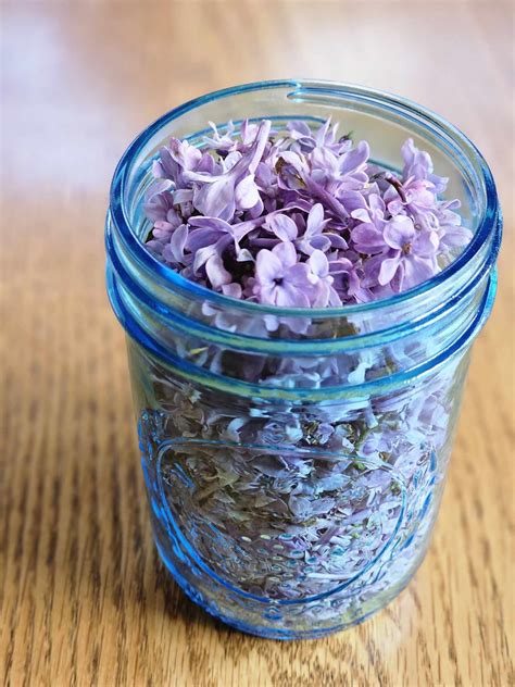 The Best Smell on Earth - Lilacs - Coming Up Rainbows