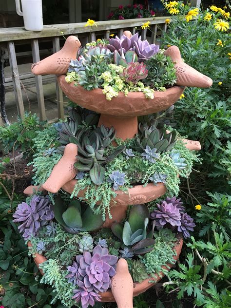Hanging succulent plants 16 trailing houseplants to grow – Artofit
