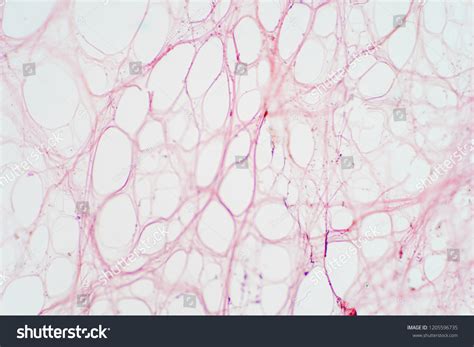 Areolar Connective Tissue Under Microscope View Stock Photo 1205596735 ...
