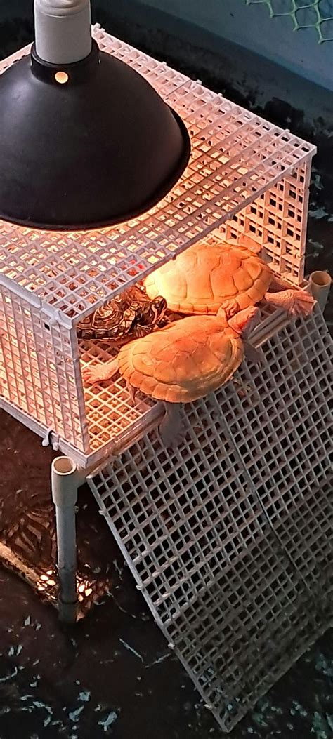 Turtle Water Conditioner – Ideal Care for Aquatic Turtles – Aquarium ...