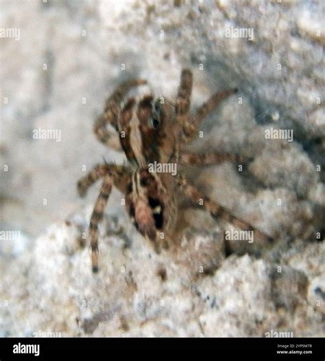Pantropical Jumping Spider (Plexippus paykulli Stock Photo - Alamy