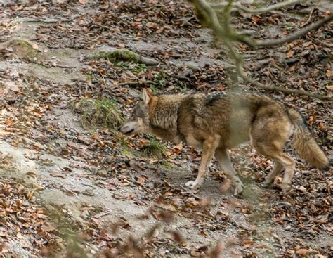 Wolf riss vier Schafe in Oberbayern | agrarheute.com