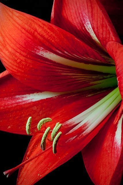 Image result for High-Rise Derby