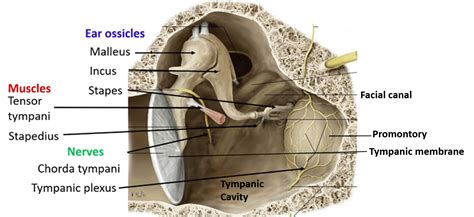 Image result for Identity Operators in Python Table