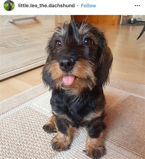 Wirehaired Dachshund Puppy - Cute Dogs