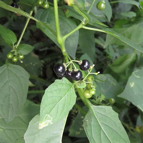 Black Nightshade Seeds Solanum Nigrum Annual India | Ubuy