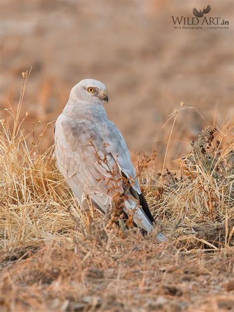 Pallid Harrier | Harriers | Birds of Prey (Accipitridae) | Gallery ...