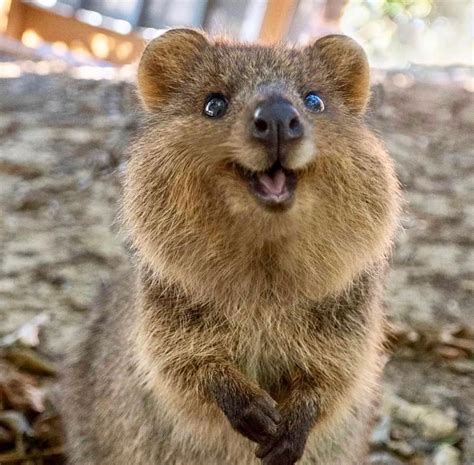 Quokkas | Smiling animals, Happy animals, Quokka