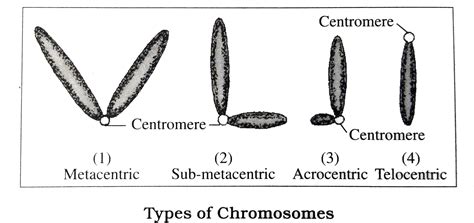 Classify the chromosomes on the basis of position of centromere.