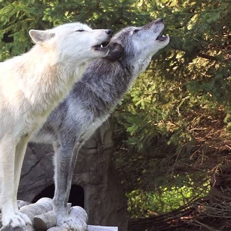 Image result for Wolves Howling Sounds