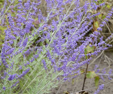 Expert tips for when to cut back Russian sage annually | Homes and Gardens