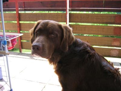 Münsterländer Labrador Mix in | Tiere | Kleinanzeigen