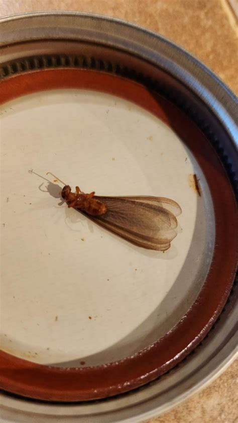 Image result for Termite Update