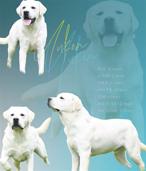 White English Labrador Retriever