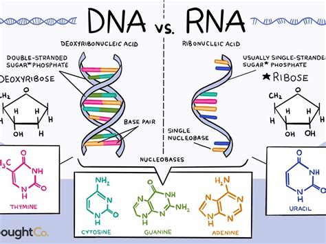 RNA 的图像结果