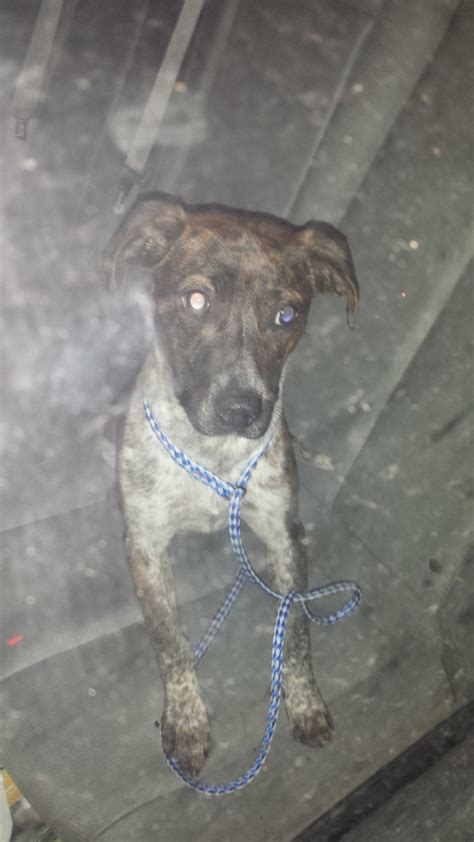 HUMANE SOCIETY OF WESTMORELAND COUNTY GREENSBURG, PA - Greensburg PA ...