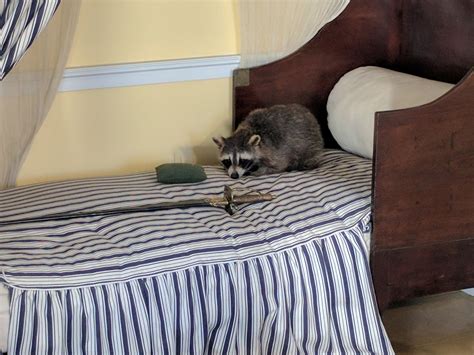 Relationship Between Cats and Raccoons