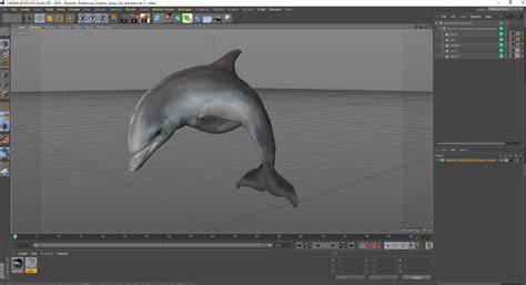 3D Realistic Bottlenose Dolphin Jump model | 3D Molier International