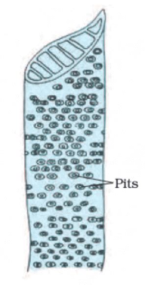 Important Diagrams: Tissues - Science Class 9 PDF Download