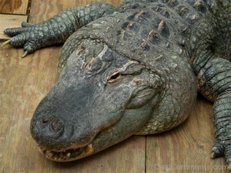 Alligator - DesiComments.com