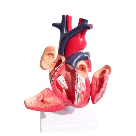 Buy AMZOPDGS Study Model Anatomical Heart Model - Visceral Anatomy B ...