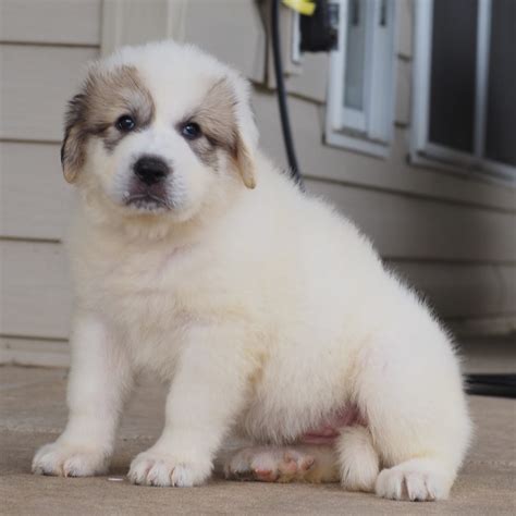 Great Pyrenees Puppies for Sale - Harvest Acres Great Pyrenees