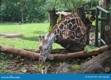Giraffe at the zoo stock photo. Image of living, hoofed - 257527704
