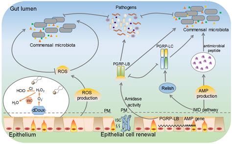 Functional Roles of the Lepidopteran Gut Microbiota | Encyclopedia MDPI