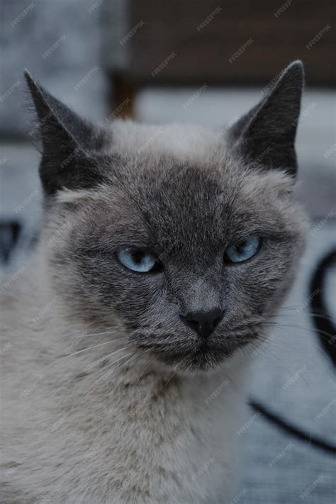 Premium Photo | A grey siamese cat with big blue eyes beautiful ...
