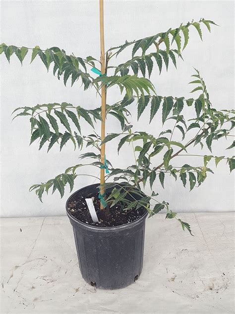 Neem Tree 的图像结果