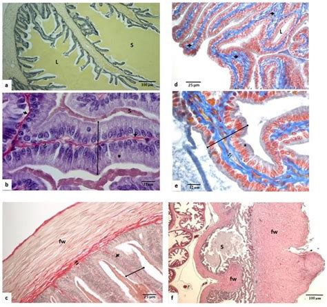 Assessment of Testicular Lhcgr mRNA Expression Correlated with Testis ...